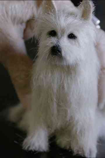 You Can't Shrink Love Poster