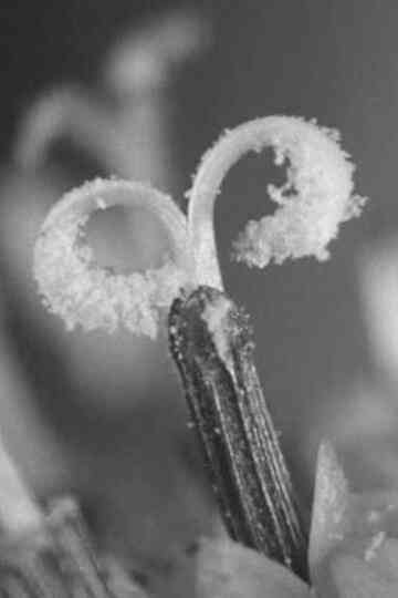 Fresh As a Daisy Poster