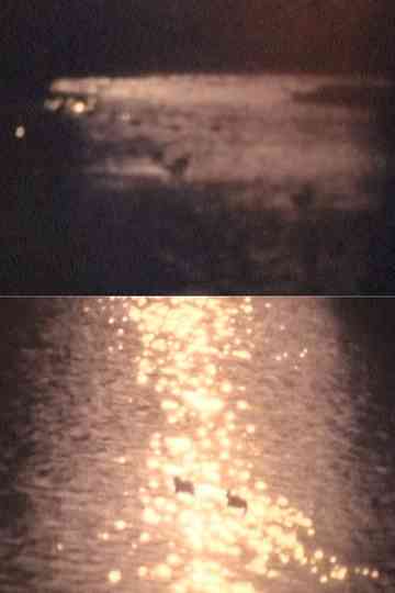 SHADOW FOREST Poster