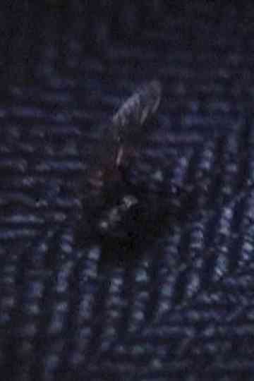 Light Of Darkness (Summer Sketch) Poster