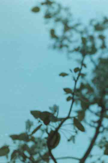 Ideal and reality poster