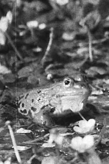 Konzert am Tümpel Poster