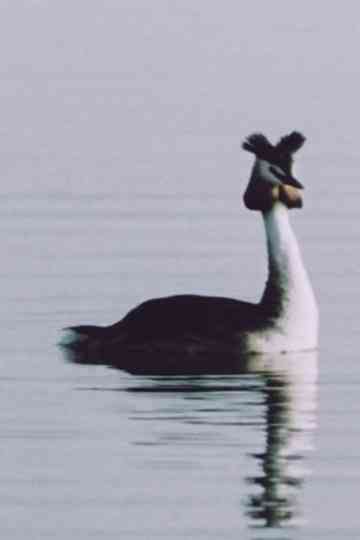 Ühe armastuse lugu Poster