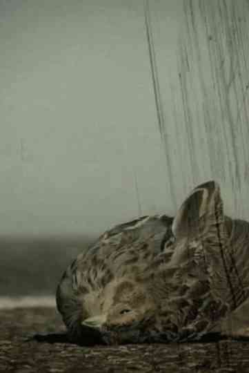 Ángel caído Poster