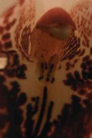 Sometimes, Watching Contemplatively Poster