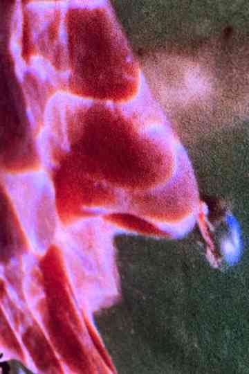 Welling Color Island West Poster