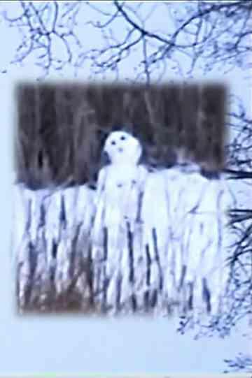 winter solstice Poster