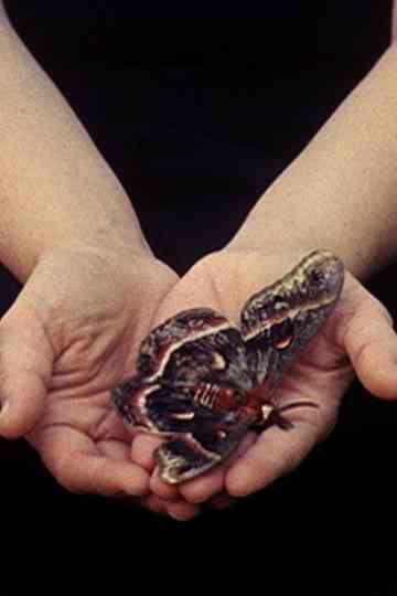 Happy Birthday Poster