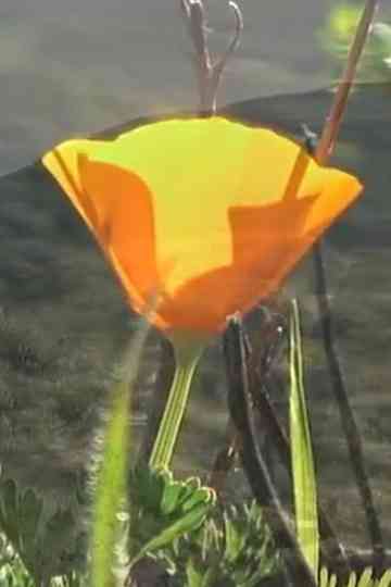 Jamboree Journey Poster