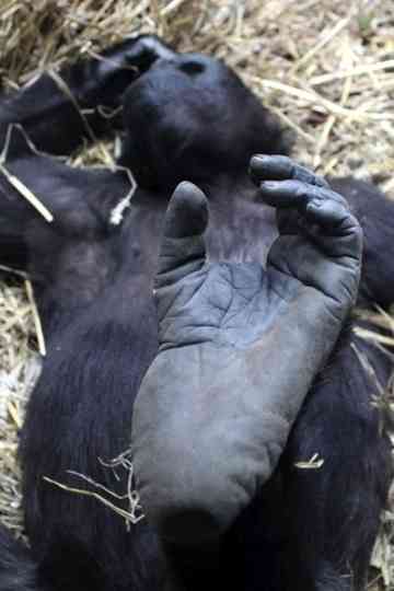 The Invisible Zoo Poster