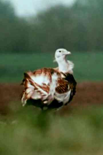 Otis tarda (Otididae) - Balzverhalten Poster