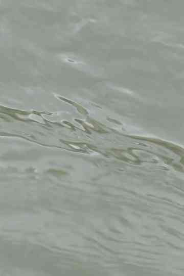 entre les vagues un hommage