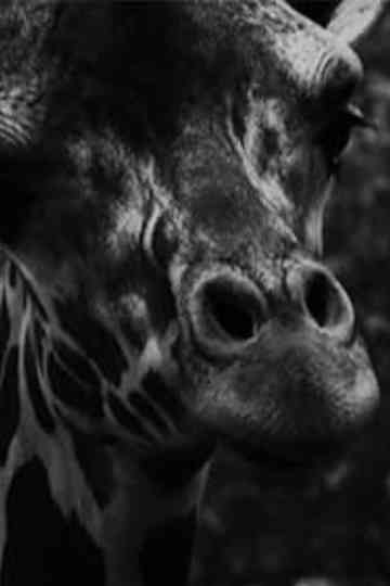 Marbled Golden Eyes Poster