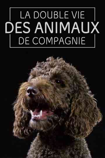 The Secret Life of Pets Poster