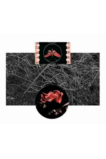 the rose and the butterfly Poster