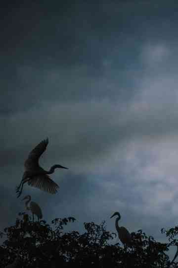 Avant la nuit Poster