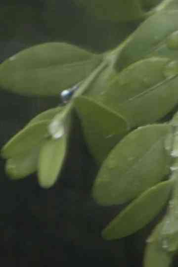 Through the Hoops of Time Poster