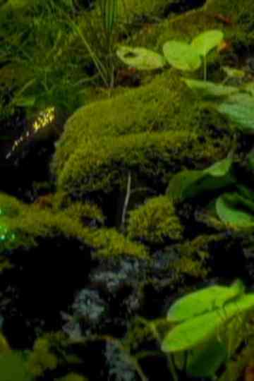 festival in a forest Poster