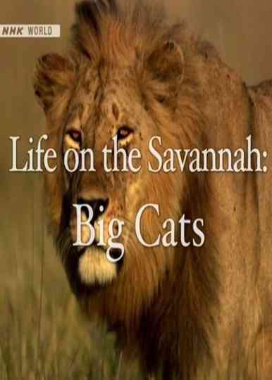 Life on the Savannah: Big Cats Poster
