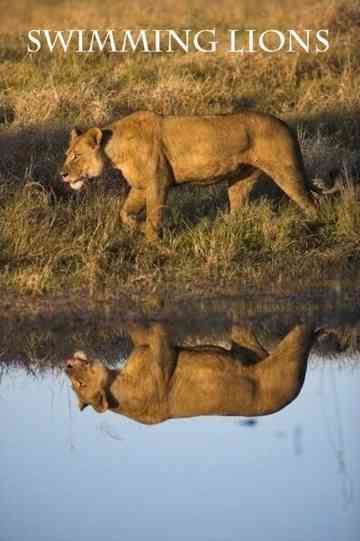 Swimming Lions Poster