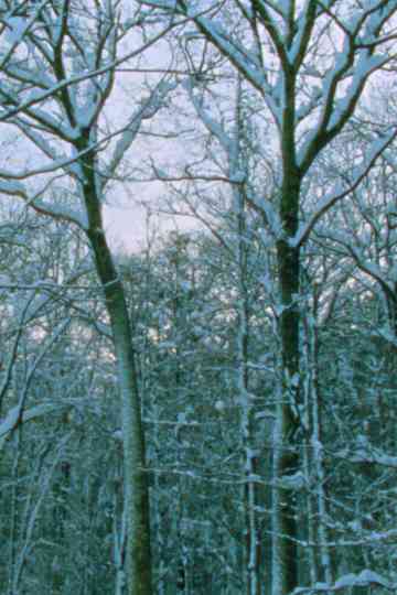 After the Storm Poster