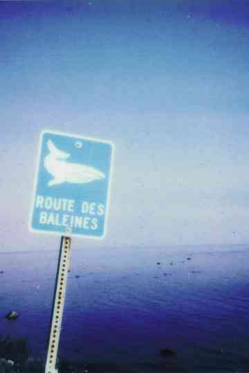 La route des baleines Poster