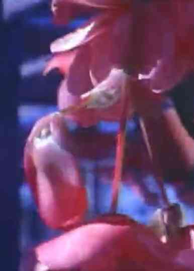 Christo Running Fence Reels: Christo Poster