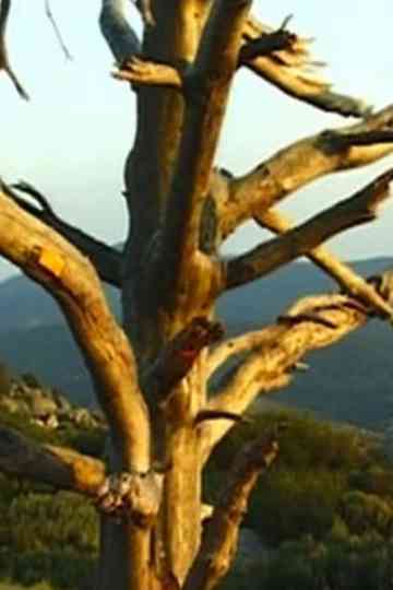 Lettre à Johan van der Keuken Poster