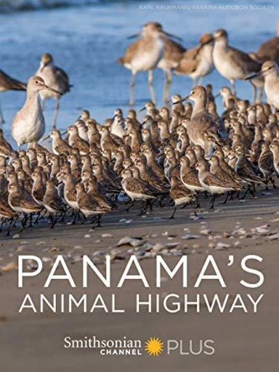 Panama's Animal Highway