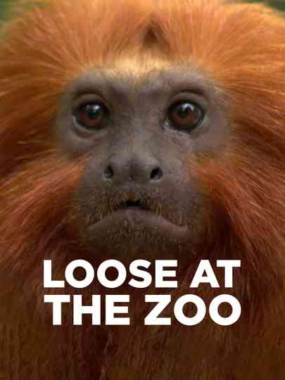Loose at the Zoo Poster