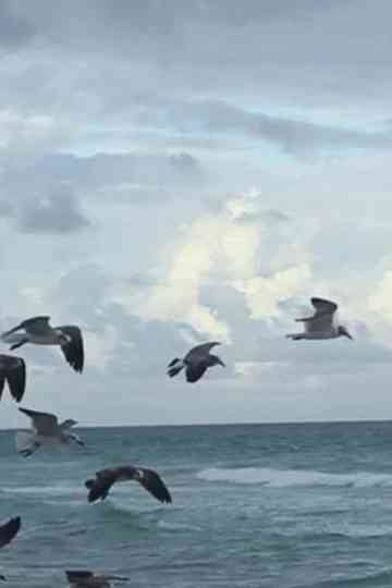 Flying to Nowhere Poster