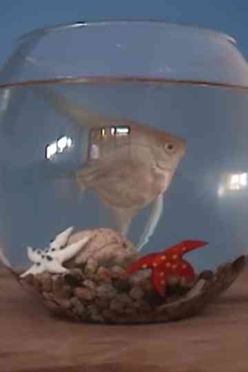 El gabinete del doctor mojado - Piloto CNTV Poster