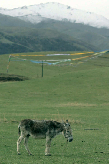 The Boys and the Donkey Poster