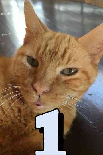 The Adventures of Murphy the Cat #1 Poster