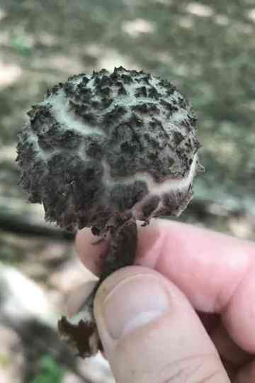 EROS BDAY MUSH.mov Poster