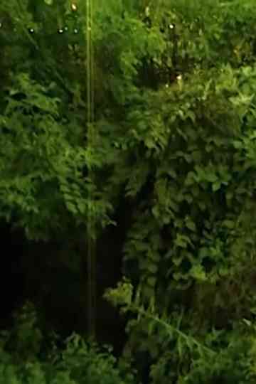 I love the sound cicadas make. Poster