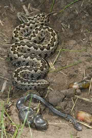 Vipera Life – A serpent’s life Poster