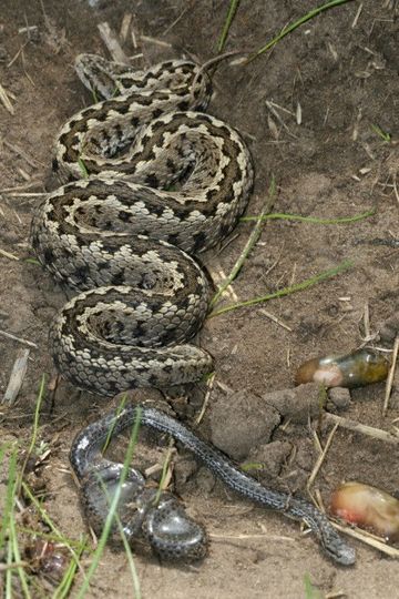 Vipera Life – A serpent’s life