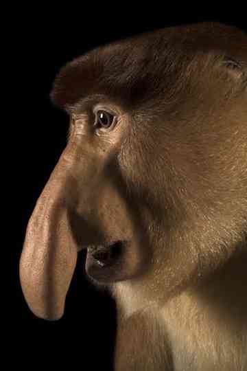 Clown of the Jungle: The Proboscis Monkey of Borneo Poster