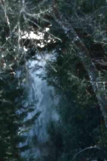 Leaves for a reel Poster