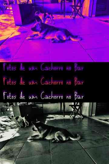 Pictures of a Dog at the Bar Poster