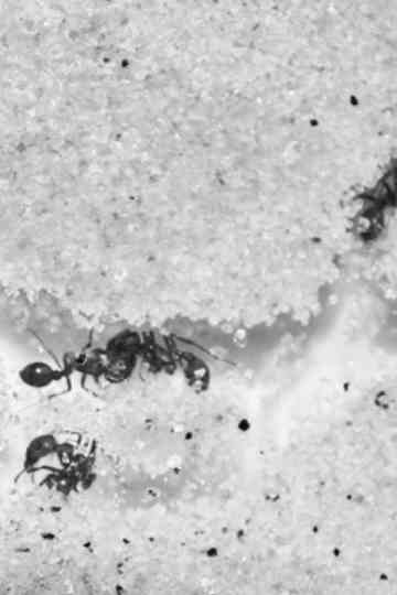 Who Shall Remain Nameless Poster