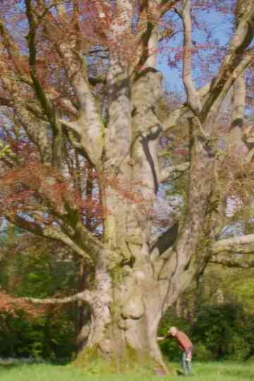 Lievelingsboom Poster