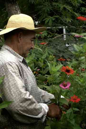 Hojita de tamarindo Poster