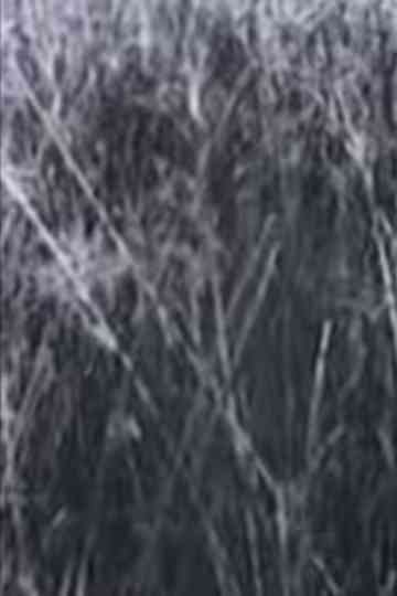 Return to the Sedge Fields Poster