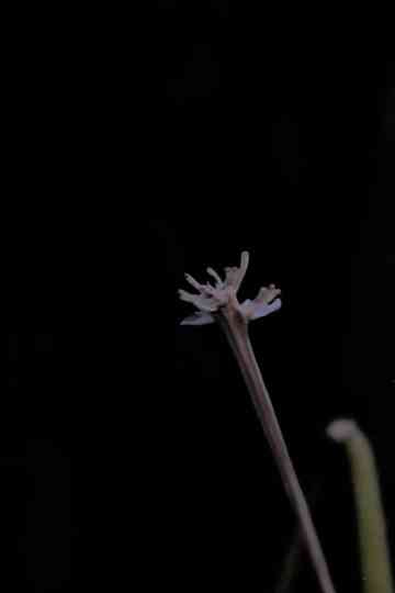 Querer de infância ou ritos de passagem para Moema Poster