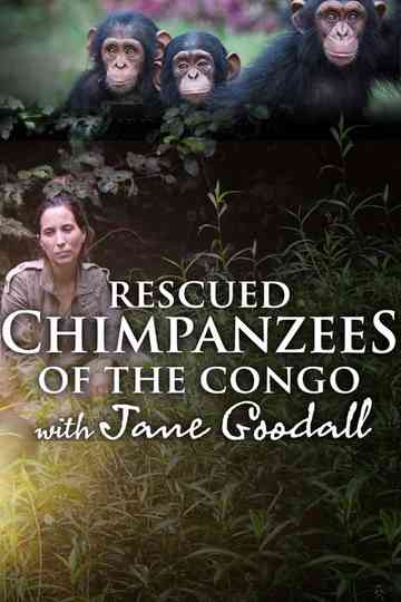 Rescued Chimpanzees of the Congo with Jane Goodall Poster