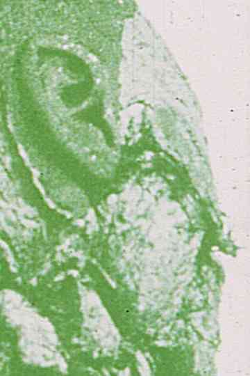 The Green Gate: Magellan at the Gates of Death, Part II Poster