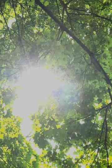 Dreams of Sunlight Through Trees Poster