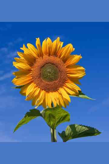 Yellow Valley Gardens Poster